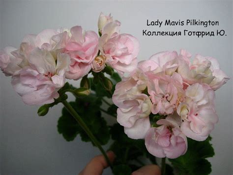 Пеларгония Lady Mavis Pilkington