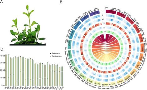 Pineapple Mint S Genetic Blueprint A Comprehensive Genome Assembly