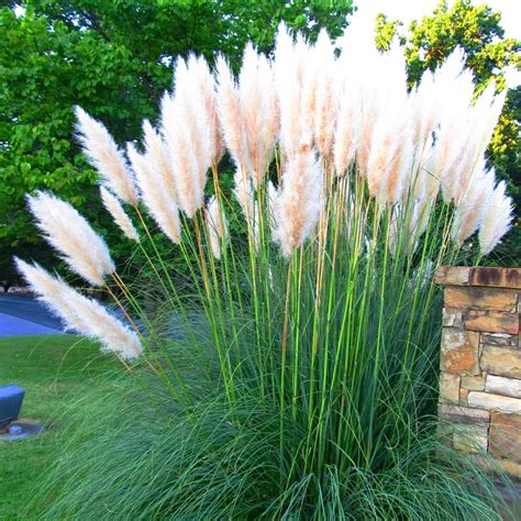 White Alba Cortaderia Selloana Pampas Grass Pumila Tall Feathery Decorative Outdoor From