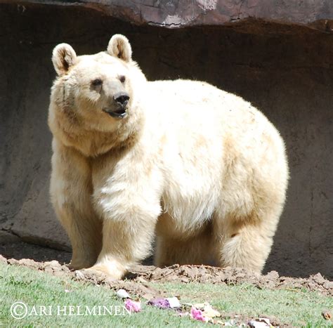 White Bear Taken In Mexico City Zoo Df Chapultepec Park Flickr