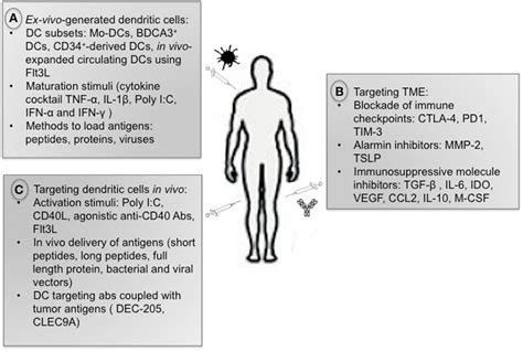 Frontiers Dendritic Cell Targeted Approaches To Modulate Immune