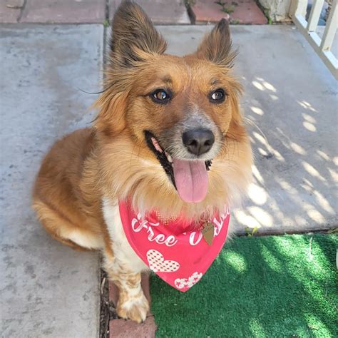 auggie dog breed        adorable