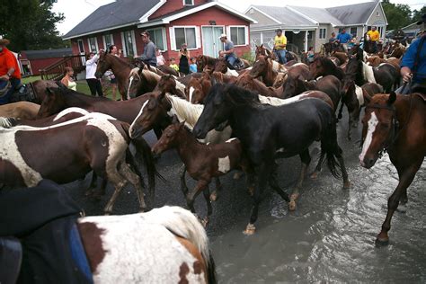 The wild ponies of Chincoteague - CBS News