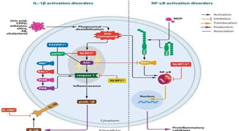 The Regulation Of Il In The Inflammatory Diseases Which Adopted From