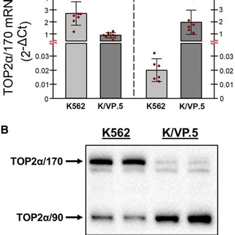 Top2a170 And Top2a90 Mrna And Protein Levels In K562 And Download Scientific Diagram