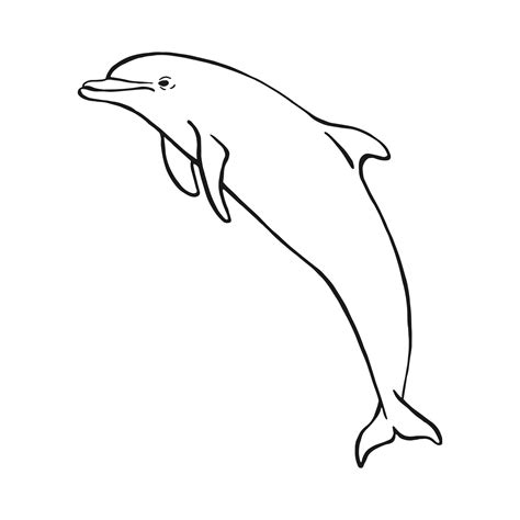 Hand Drawn Dolphin Vector Illustration In Sketch Style Jumping