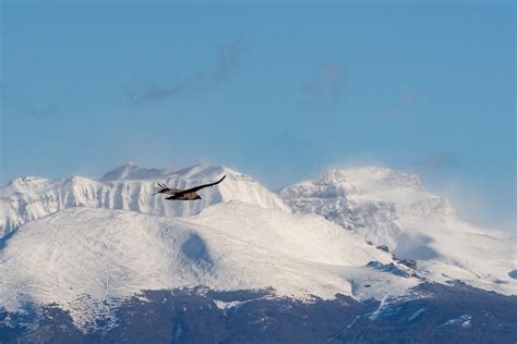 Turismo Esquel On Twitter UN AVE MAJESTUOSA SOBRE EL CIELO DE ESQUEL