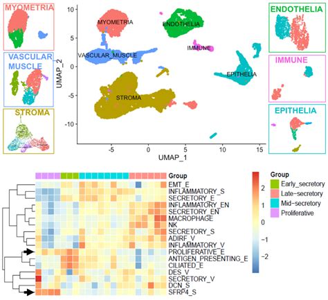 Sfrp4 Stromal Cell Subpopulation With Igf1 Signaling In Human