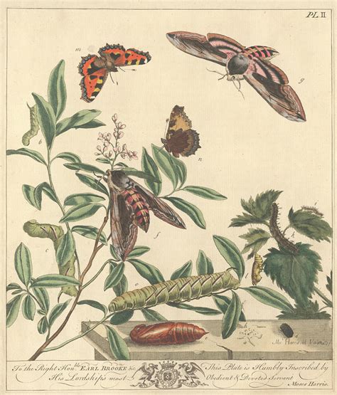 Butterflies And Moths Photograph By Natural History Museum London