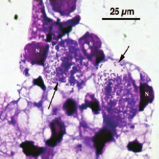 Photomicrograph Of Giemsa Stained ISE6 Cells Infected With A