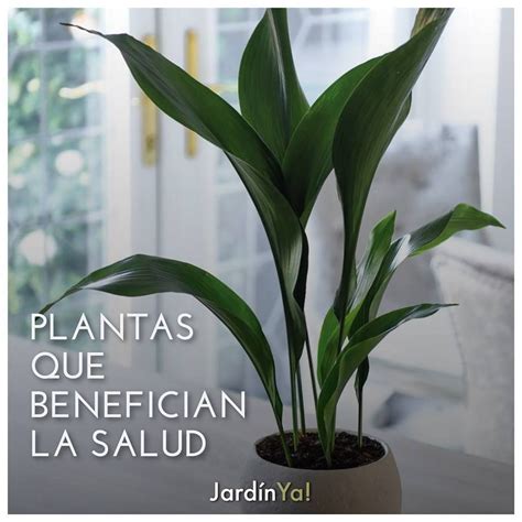 Te gustaría tener una farmacia en casa Conoce las plantas y