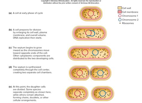 Chapter Bacterial Archaeal Growth Flashcards Quizlet