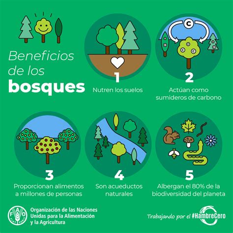 21 de marzo Día Internacional de los Bosques