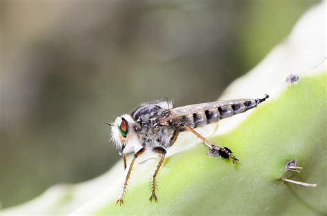 Mosca Asesina Elviejito Pa