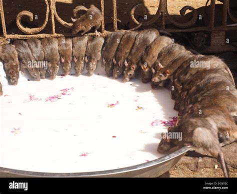 Sacred Rats Karni Mata Temple Or Rat Temple Deshnoke Rajasthan