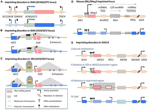 Frontiers The Role Of Long Non Coding RNAs In Human Imprinting