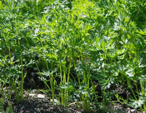 Carrot Sowing Growing Care And Harvest Video