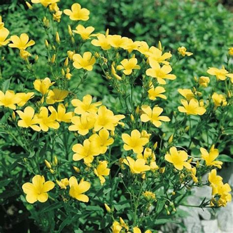 Yellow Flax Flower Seeds / Linum / Flavum Compactum / Perennial 50+ - Etsy