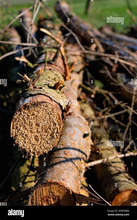 Troncos de árboles cortados abeto muerto para producir biomasa escena