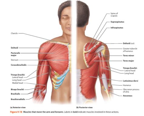 Chapter 12 Part 1 Upper Appendicular Muscles Flashcards Quizlet