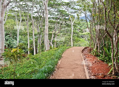Path In The Mountain Forest In Mauritius Stock Photo Alamy