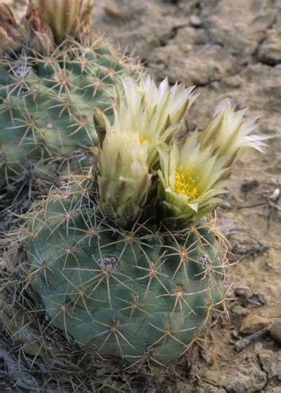 Mesa Verde Cactus U S National Park Service