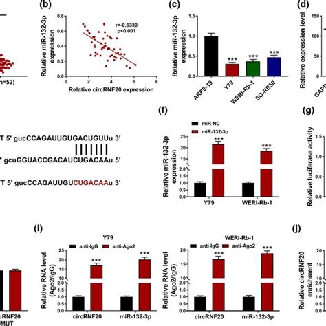 Circrnf20 Directly Interacted With Mir 132 3p A The Expression Of