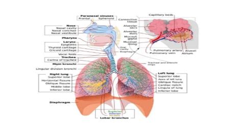 Nasopharyngeal Airwaypptx