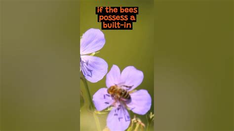 Understanding The Intricate Dance Of The Honeybee The Wild Animal Fa