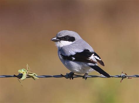 Loggerhead Shrike with Praying Mantis | Praying mantis, Beautiful birds ...