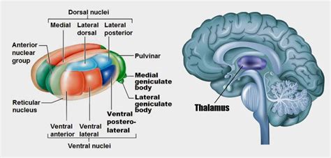 Thalamus - Relay for CNS signal processing