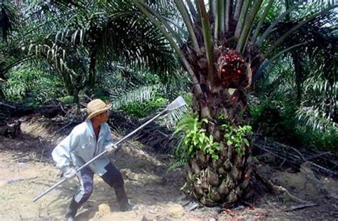 Cara Panen Sawit Menentukan Jumlah Produksi Sawit Kabarsawit