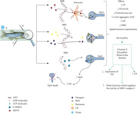 Parkinsons Disease Molecular Mechanisms And Effects In The Zebrafish