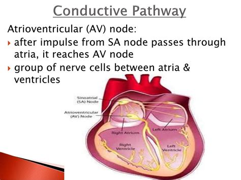 Circulatory System Conductive Pathway Ppt Download