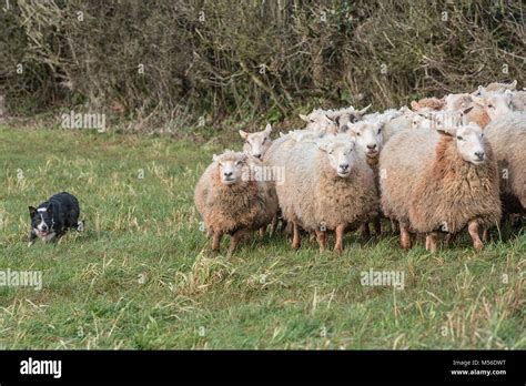 sheepdog herding sheep Stock Photo - Alamy