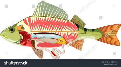 Fish Physiology Images Stock Photos Vectors Shutterstock