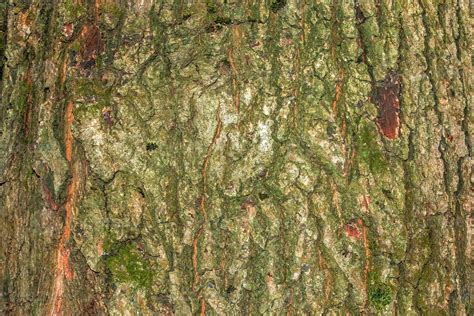 texture de fond rustique de l écorce de quercus iberica un arbre à