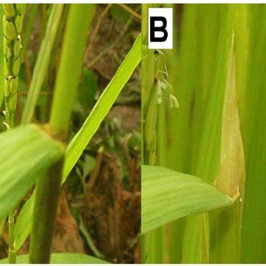 Main ligule shapes found in this study. Ligule shape of O. glaberrima ...