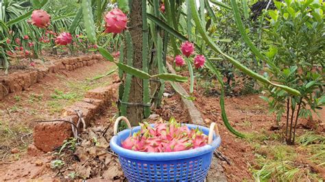 Dragon Fruit Cultivation In India Top Health Benefits And Varieties