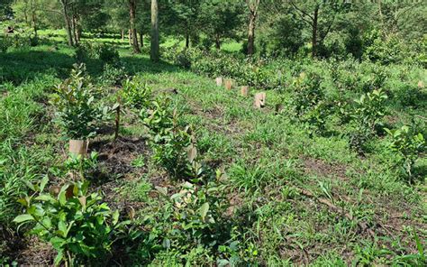 Novo sistema de cultivo de erva mate aumenta a produtividade em até 160