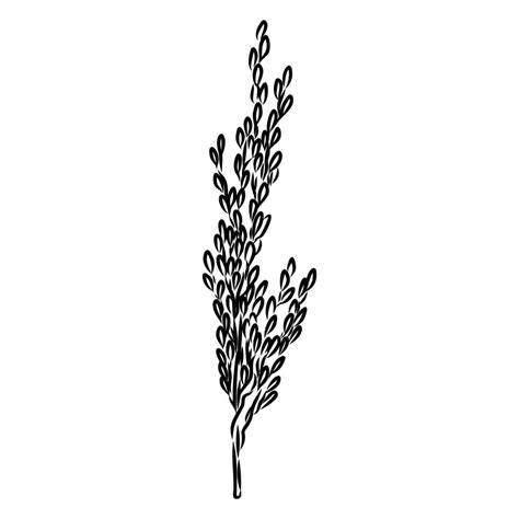 Rice Plant Vector Sketch Vector Art At Vecteezy