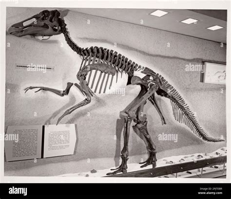 Anatosaurus annectens hi-res stock photography and images - Alamy