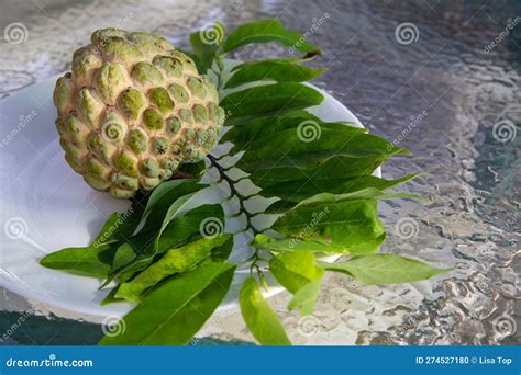 Hand Picked Cherimoya Stock Photo Image Of Fruit Focus 274527180