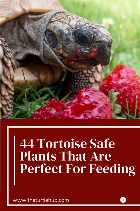 17 Tortoise Food Ideas