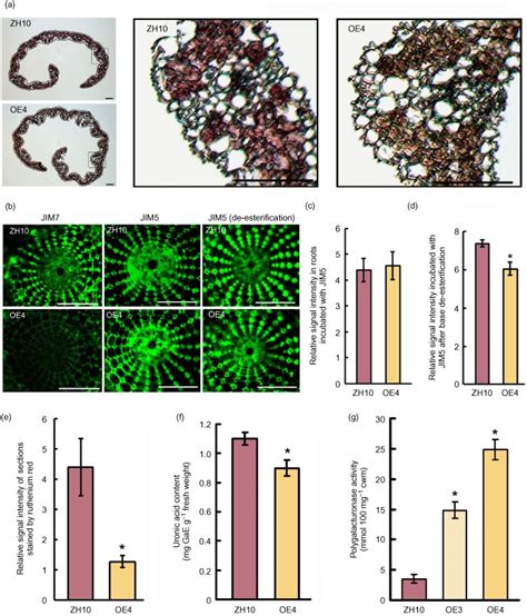 Pectin And Uronic Acid Content Of Cell Wall Fractions From