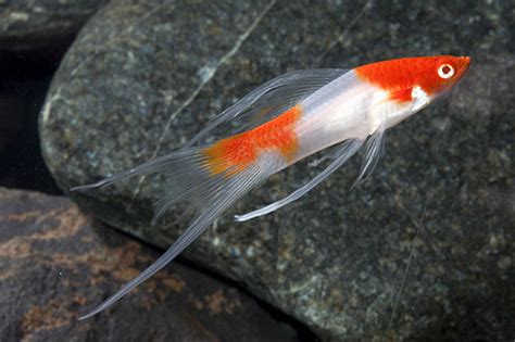 Koi Kohaku Lyretail Swordtail REGULAR - Bluegrassaquatics.com