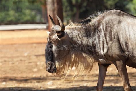 Antelope Wildebeest stock photo. Image of life, animal - 27435886