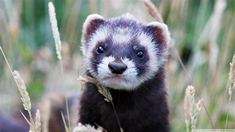 Ferret Wallpapers - Wallpaper Cave