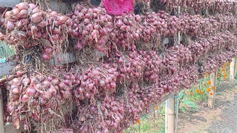 Kenapa Petani Berubah Ke Jenis Tajuk Bibit Bawang Merah Jenis Batu