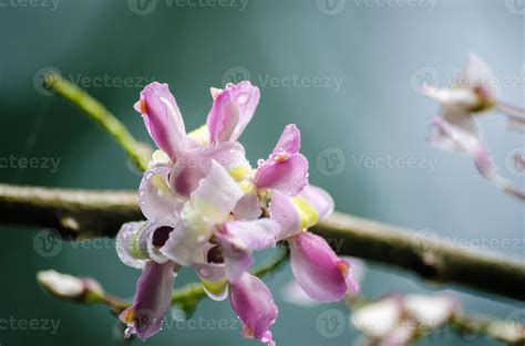 Flower Madre De Cacao 1413246 Stock Photo at Vecteezy